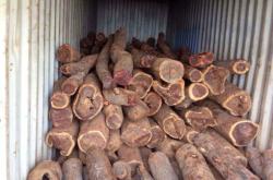 赞比亚血檀,微凹黄檀,非洲紫檀,毛榄仁,中国内木材价格行情如何？